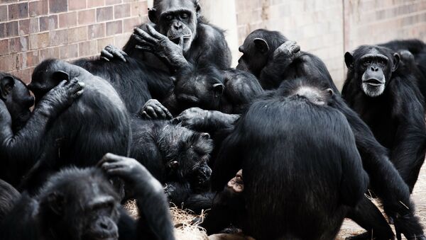 Des chimpanzés - Sputnik Afrique