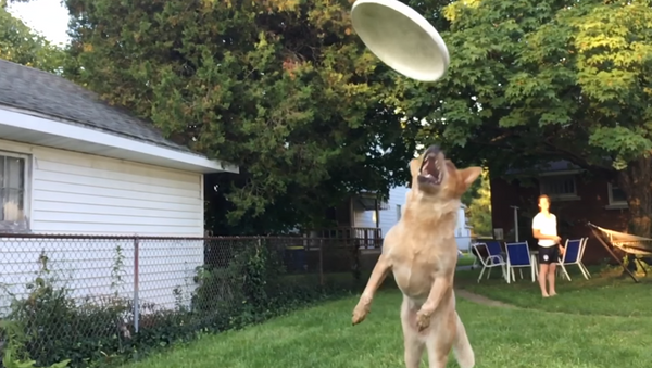 Frisbee Fail! Ambitious Dog Misses Disc by the Skin of His Teeth - Sputnik Afrique