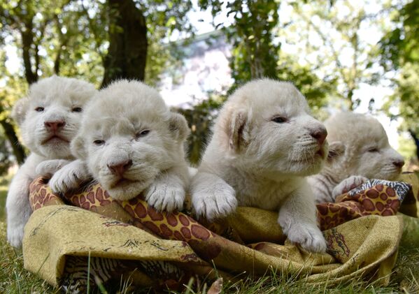 Des lionceaux blancs sont nés dans le parc safari en Crimée - Sputnik Afrique