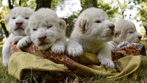 Des lionceaux blancs sont nés dans le parc safari en Crimée - Sputnik Afrique