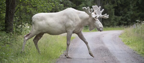 un élan blanc - Sputnik Afrique