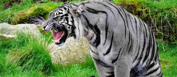 tigre maltais - Sputnik Afrique