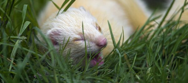 Furet albinos Furet albinos - Sputnik Afrique