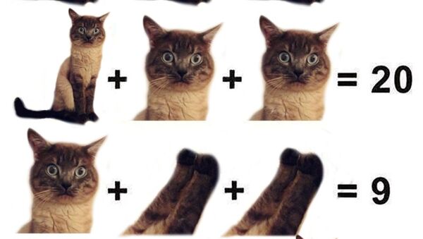 Un problème de maths pour enfants qui a pour sujet les parties du corps d'un chat - Sputnik Afrique