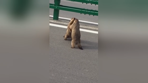 Mortal Combat version animale: deux marmottes s’affrontent sur une autoroute chinoise - Sputnik Afrique