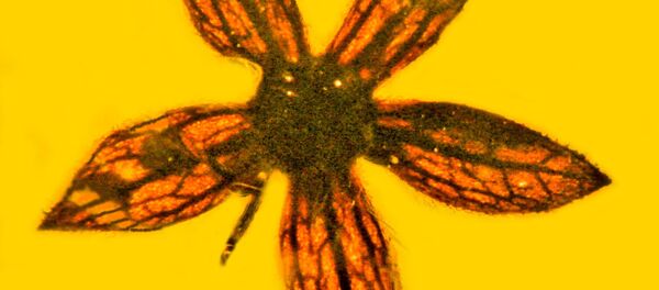 Tropidogyne pentaptera - Sputnik Afrique