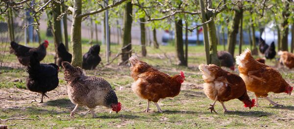 Poules - Sputnik Afrique