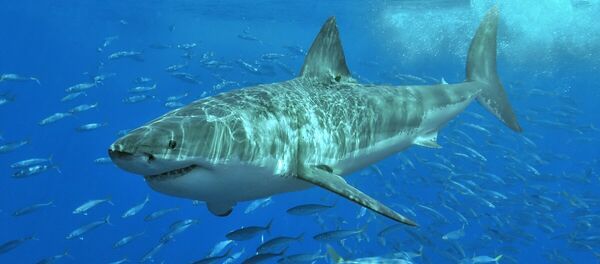 Grand requin blanc - Sputnik Afrique
