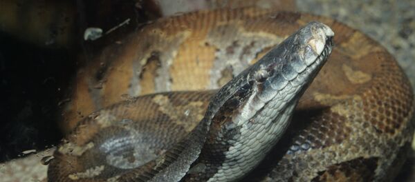 Python - Sputnik Afrique