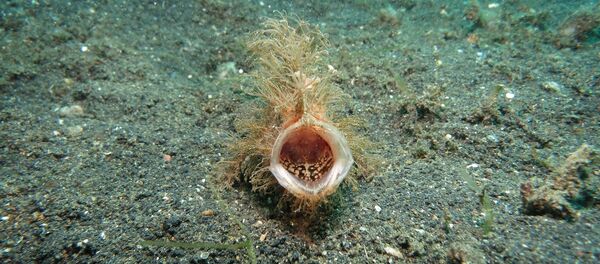 Baudroie abyssale - Sputnik Afrique