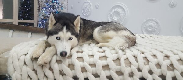 Un husky (image d'illustration) - Sputnik Afrique