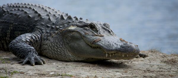 Alligator - Sputnik Afrique