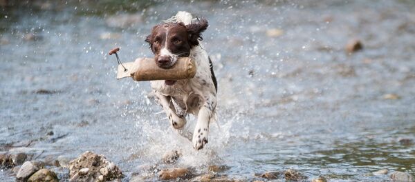 Un chien - Sputnik Afrique