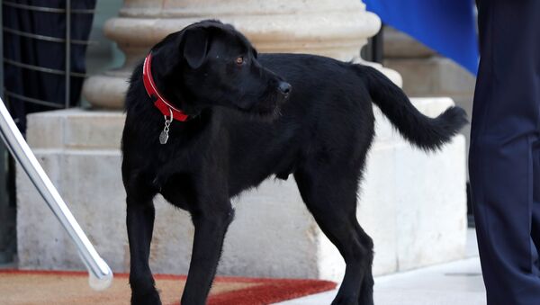 French President Emmanuel Macron's dog, a labrador crossed griffon named Nemo, is seen at the Elysee Palace in Paris, France, August 28, 2017. - Sputnik Afrique