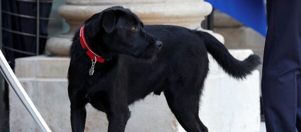 French President Emmanuel Macron's dog, a labrador crossed griffon named Nemo, is seen at the Elysee Palace in Paris, France, August 28, 2017. - Sputnik Afrique