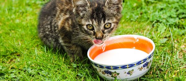 Un chaton - Sputnik Afrique