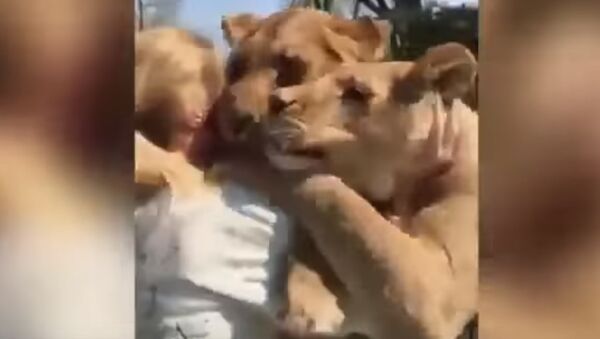 Ces deux lionnes ont reconnu leur «mère»! - Sputnik Afrique