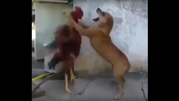 Dog and Rooster fight must watch - Sputnik Afrique