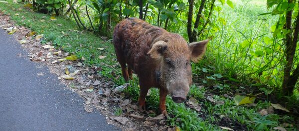 кабан - Sputnik Afrique
