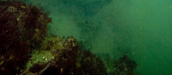 Sous la mer (photo d'illustration) - Sputnik Afrique