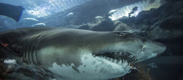 Un requin - Sputnik Afrique
