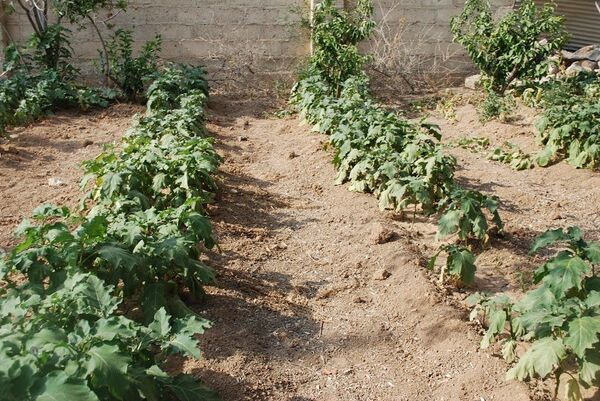 Situation à Deir ez-Zor - Sputnik Afrique