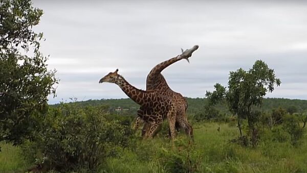 Avez-vous déjà vu des girafes se battre? - Sputnik Afrique
