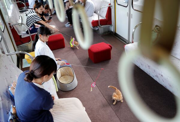 Un train à chats au Japon - Sputnik Afrique
