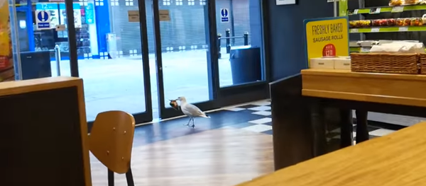 Crime parfait à la façon d’une mouette ! - Sputnik Afrique