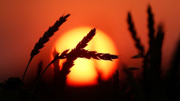 Ears of wheat are seen during sunset in a field outside the Siberian village of Legostaevo, in Krasnoyarsk region, Russia August 29, 2017. Picture taken August 29, 2017. - Sputnik Afrique