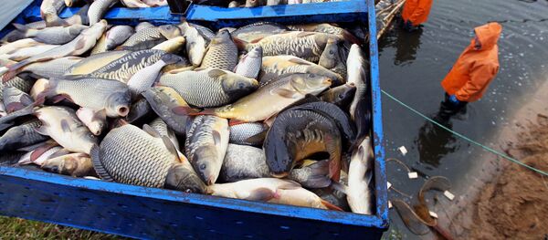 La pêche (photo d'illustration) - Sputnik Afrique