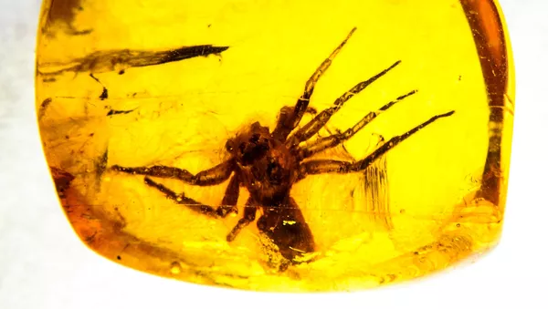 Un insecte dans une pièce d'ambre (photo d'illustration) - Sputnik Afrique