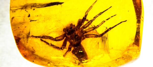 Un insecte dans une pièce d'ambre (photo d'illustration) Un insecte dans une pièce d'ambre (photo d'illustration) - Sputnik Afrique