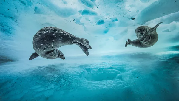 Les plus belles photos de la nature sauvage - Sputnik Afrique