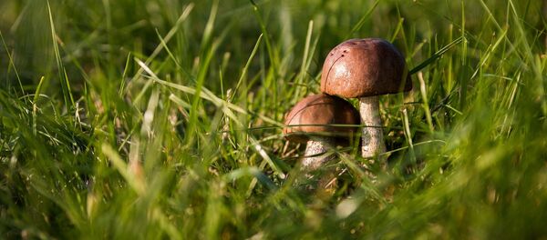 champignon  - Sputnik Afrique