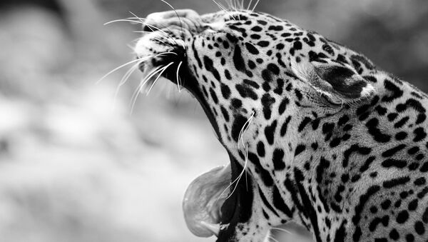 jaguar blanc - Sputnik Afrique