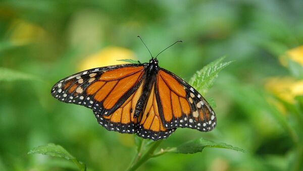 Papillon monarque - Sputnik Afrique