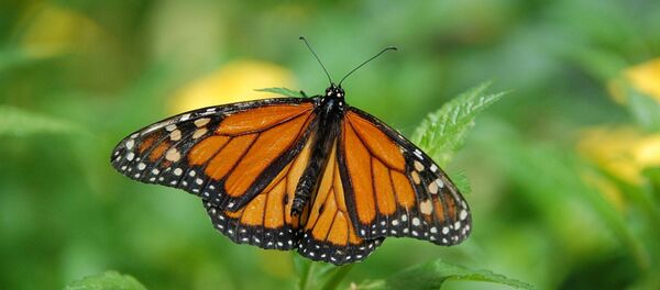Papillon monarque - Sputnik Afrique