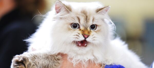 chat - Sputnik Afrique