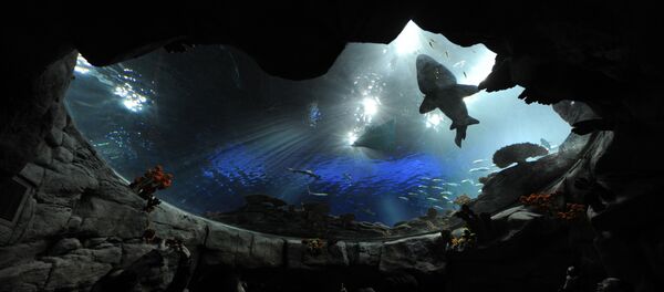 «Ocean Park» à Hong Kong «Ocean Park» à Hong Kong - Sputnik Afrique