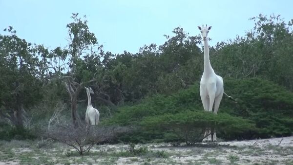 White giraffe - Sputnik Afrique