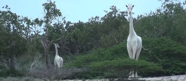White giraffe - Sputnik Afrique