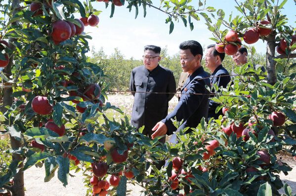 Kim Jong-un visite une exploitation fruitière dans la province du Hwanghae du Sud - Sputnik Afrique