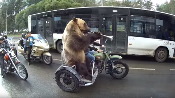 Russian Bear Stuck in Rush Hour - Sputnik Afrique