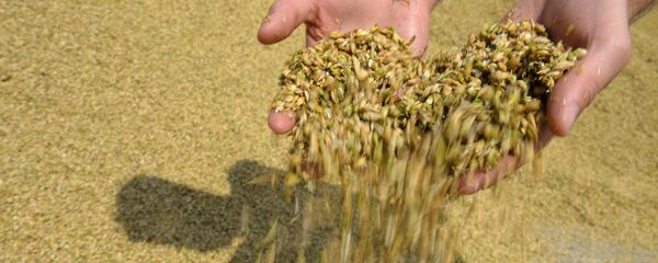 Céréales - Sputnik Afrique