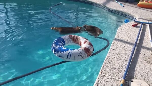 Deux ratons-laveurs profitent de leur journée à la piscine - Sputnik Afrique