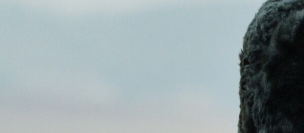 Всеармейские соревнования Танковый биатлон и Суворовский натиск в Приморском крае - Sputnik Afrique