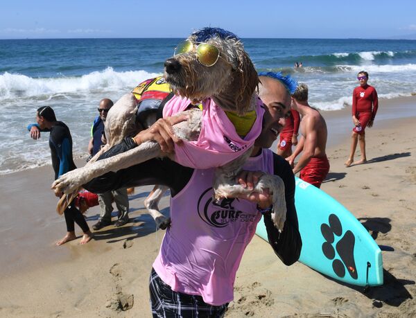 Compétitions de chiens surfeurs en Californie - Sputnik Afrique