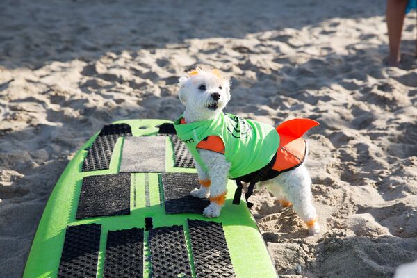 Compétitions de chiens surfeurs en Californie - Sputnik Afrique