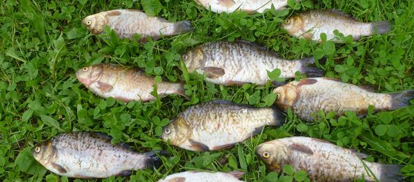 poissons - Sputnik Afrique